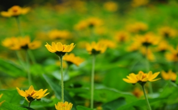 Một hành động của lòng nhân ái